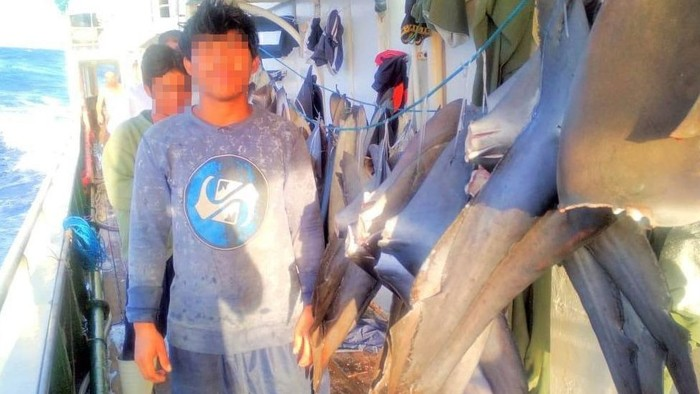 Para ABK asal Indonesia bekerja di kapal penangkap ikan yang memburu sirip hiu