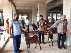 2 ekor Kambing Qurban dibawa panitia. (Foto. Kris).