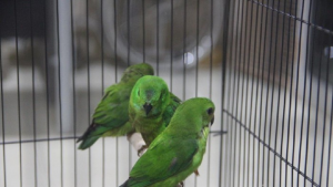 Burung serindit yang hendak diselundupkan Burung serindit yang hendak diselundupkan