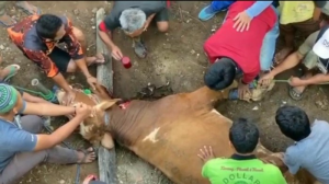 Pria di Garut minum darah sapi kurban