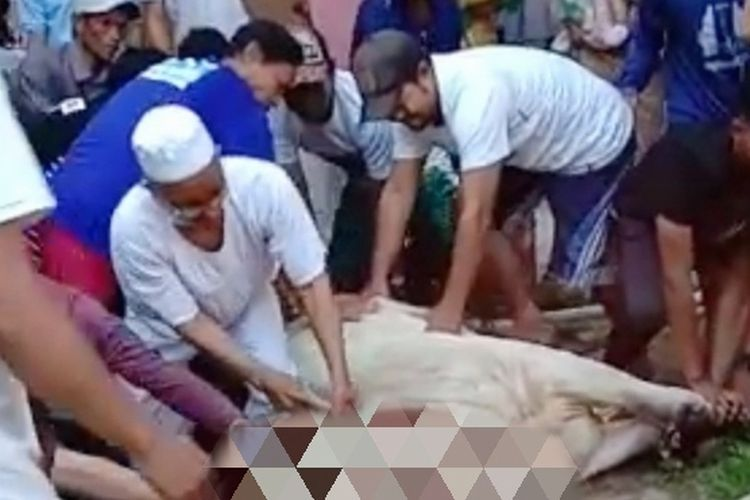 video detik-detik guru ngaji Asmala tewas saat menyembelih sapi