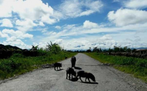 Babi berkeliaran di jalan di Papua