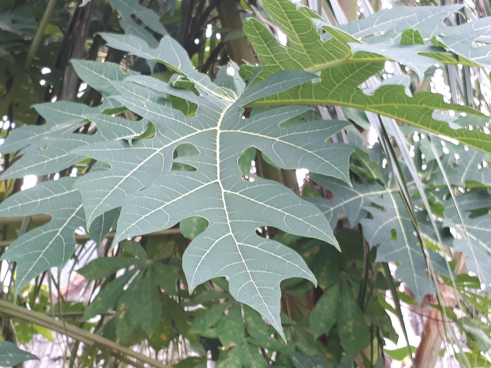 Daun Pepaya Membuat Rambut Hitam Tanpa Uban