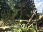 pohon tumbang di Kebun Raya Bogor