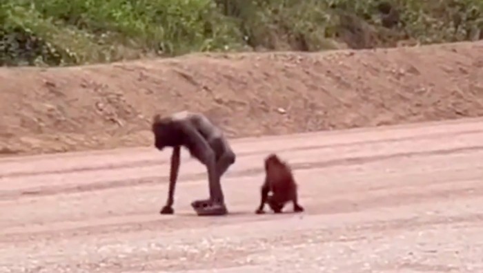 video orang utan dalam kondisi kurus