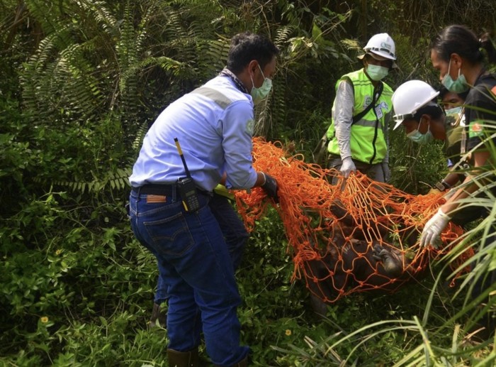 video orang utan dewasa saat ditangkap