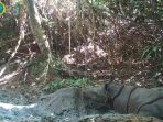 Seekor anak badak Jawa baru ditemukan di TN Ujung Kulon