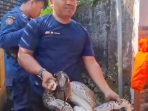 Penangkapan ular sanca