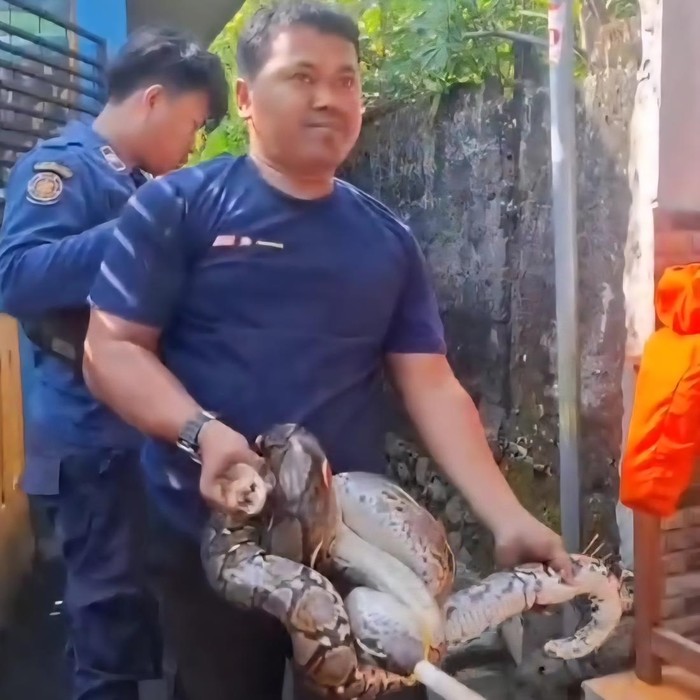 Penangkapan ular sanca