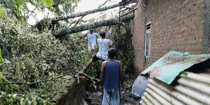 ilustrasi pohon tumbang