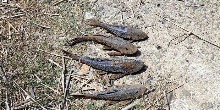 ilustrasi ikan sapu-sapu