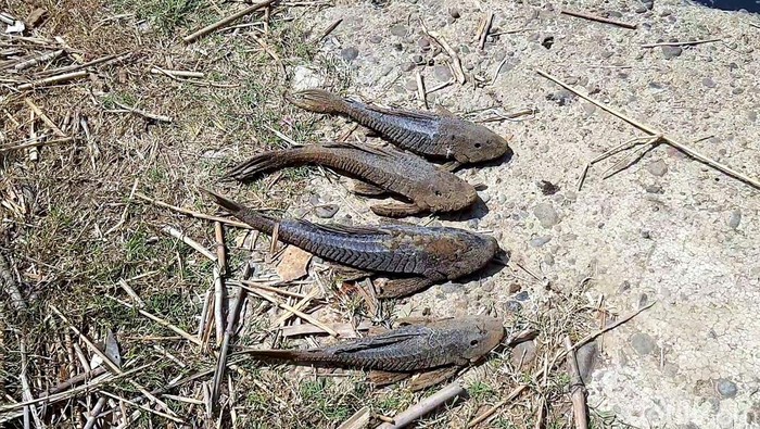 ilustrasi ikan sapu-sapu